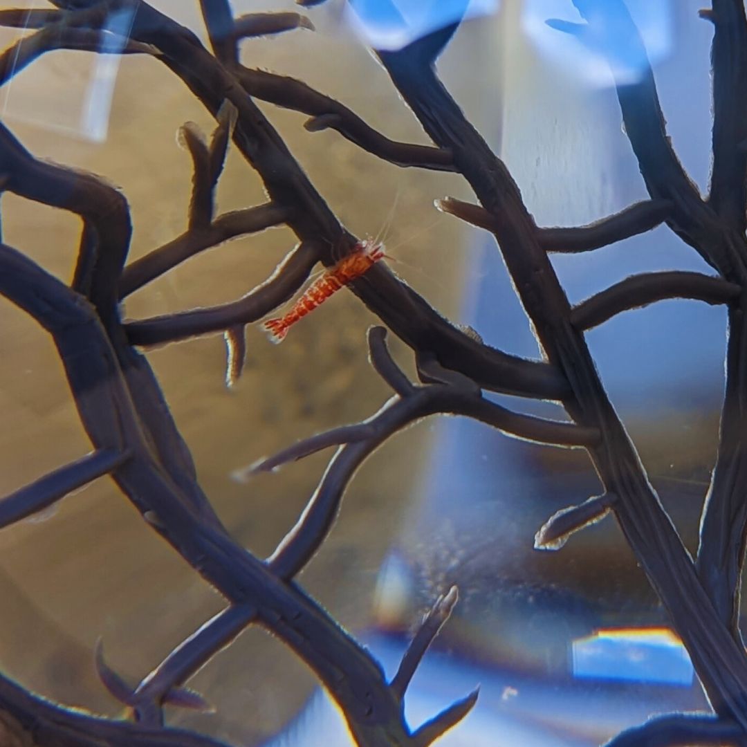 Die Halocaridina Rubra Garnele: die perfekte Garnele